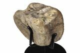 3" Fossil Hadrosaur Vertebra With Stand - Judith River Formation - #192998-1